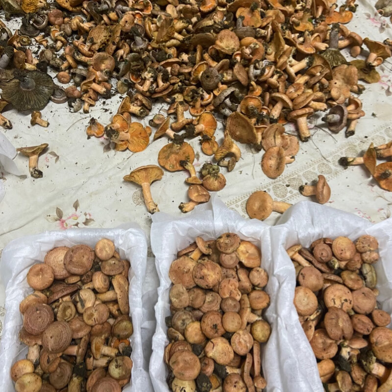 媚调【顺丰空运】新鲜野生黄枞菌松树菌松乳菇松菌重阳菌雁鹅菌铜绿菇