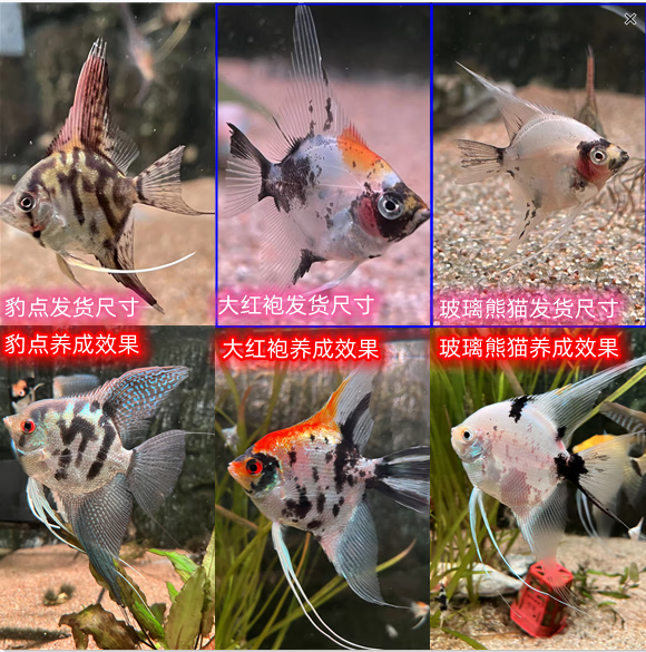 燕鱼密鲁云石埃及熊猫墨燕红魔鬼热带淡水鱼宠 大红袍 红背密鲁 雪玉