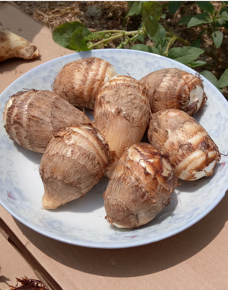 江西芋头新鲜蔬菜小芋头农家现挖芋艿毛芋仔芋子软滑糯非荔蒲香芋2022