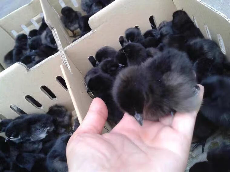 小鸡苗批发土鸡五黑鸡活体出壳芦花鸡三黄鸡青脚麻鸡活体鸡苗 【黑鸡