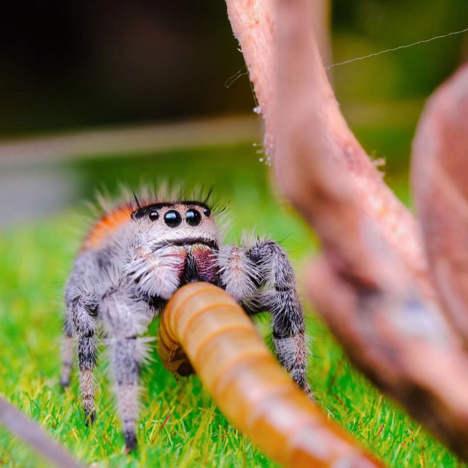 荣郁 蜘蛛跳蛛佛罗里达跳蛛白佛小朋友礼物卢卡斯微距摄影萌宠物 灰白