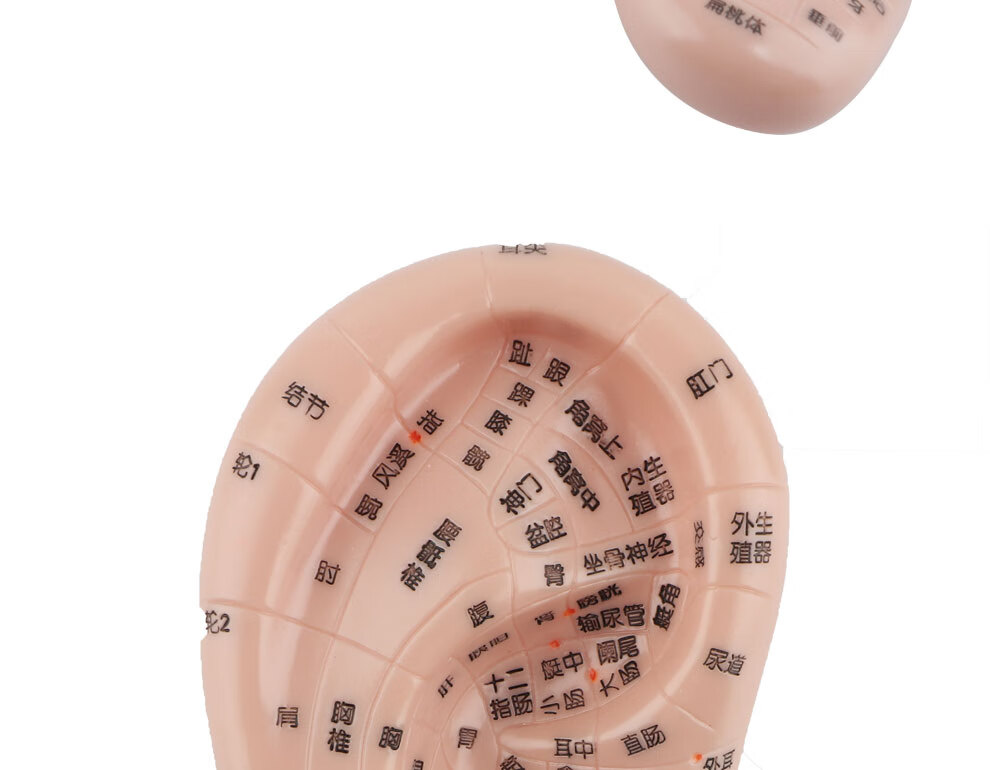 星慕耳贴王不留行籽贴耳豆贴探笔耳贴穴位模型按摩贴耳位刺激按压600