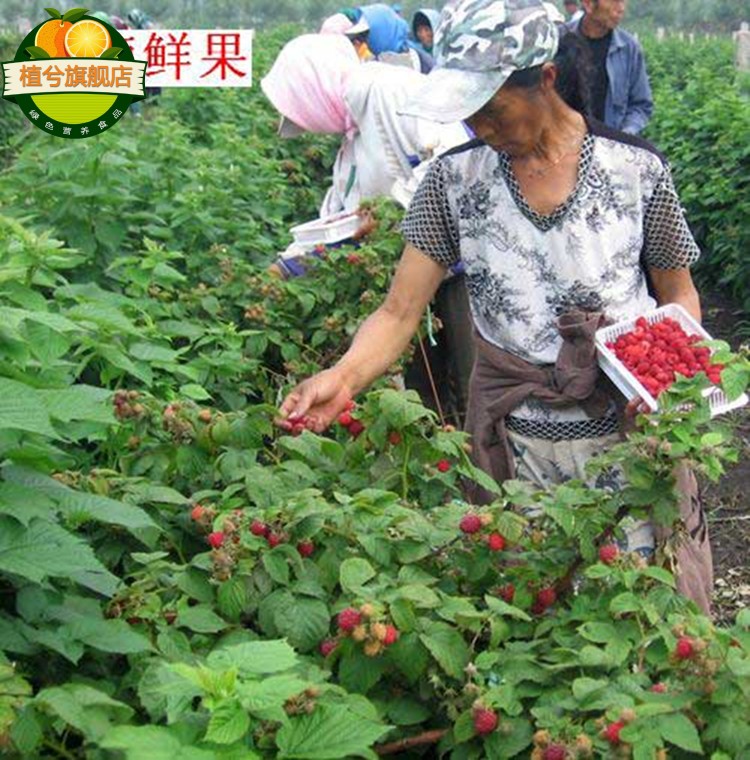 果樹苗 盆栽紅樹莓苗 地栽苗 黑樹莓黃樹莓 南方北方種植當年結果