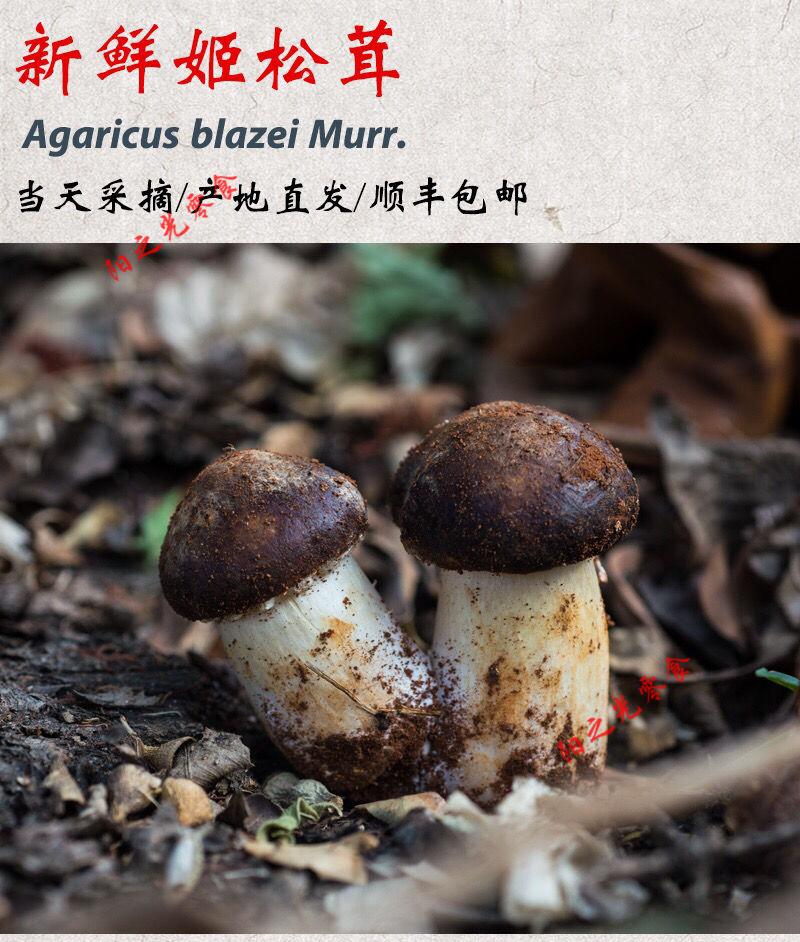顺丰新鲜姬松茸云南球盖菇巴西菇精选姬松茸菌姬松茸新鲜500g 500g
