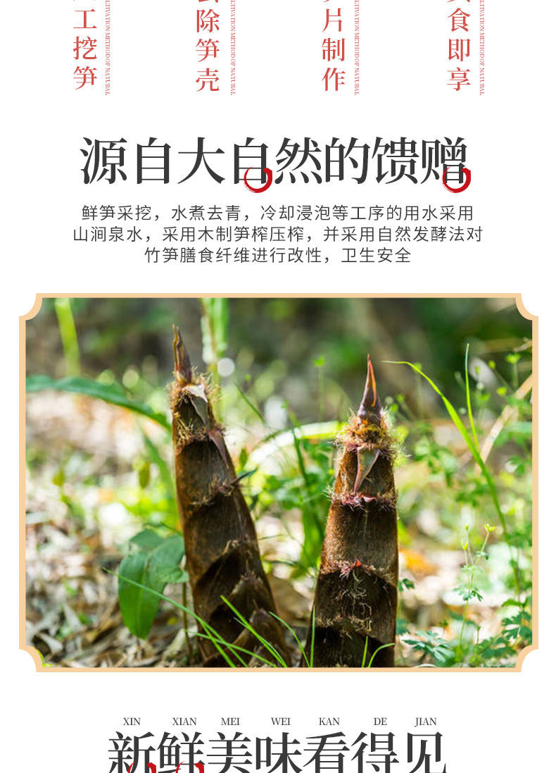 竹笋的种类介绍和图片图片