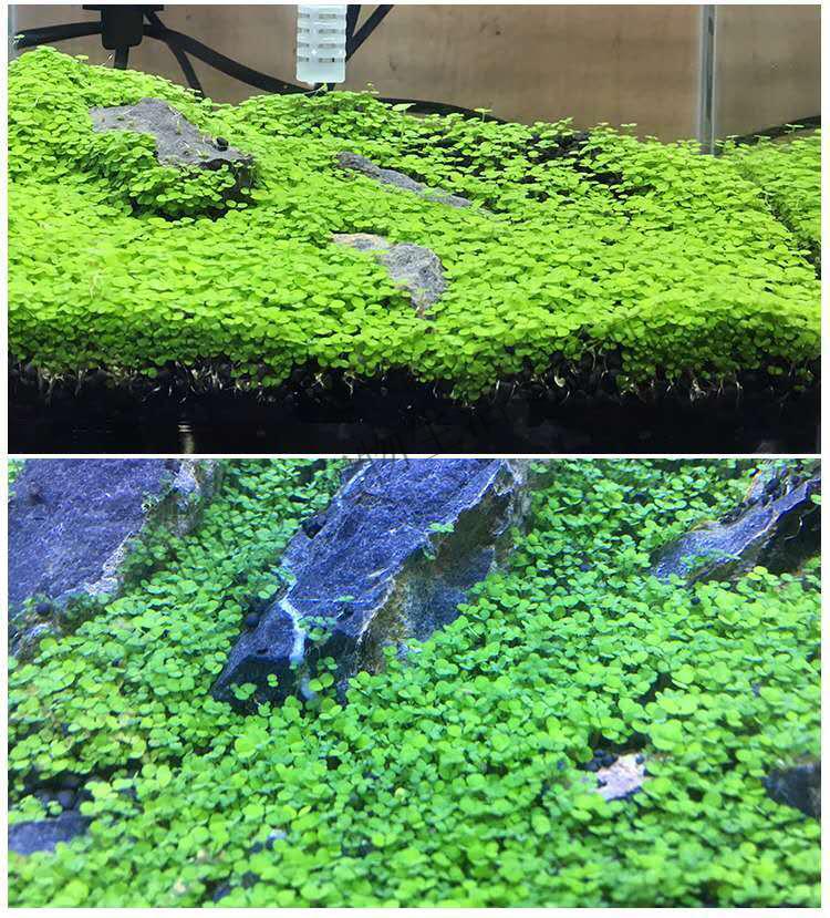 水草泥 水草种子鱼缸造景 水草泥营养泥砂基肥种植土免洗水草泥 精选