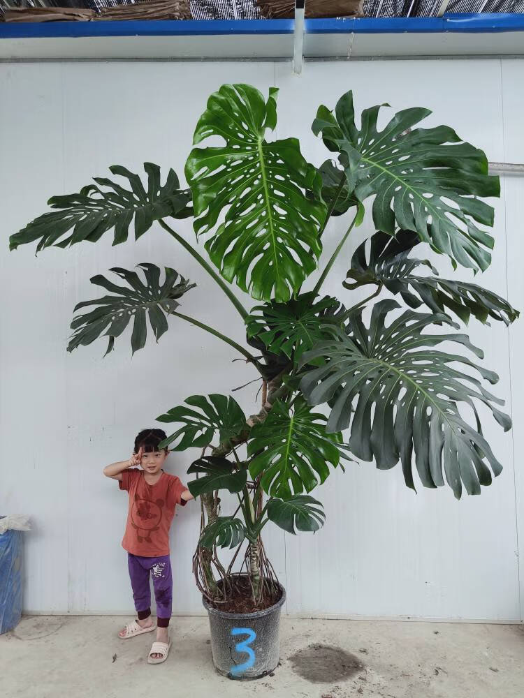 春羽龙鳞 杆老桩室内大小盆栽一物一拍水培绿植吸自产自销 荧光绿 73