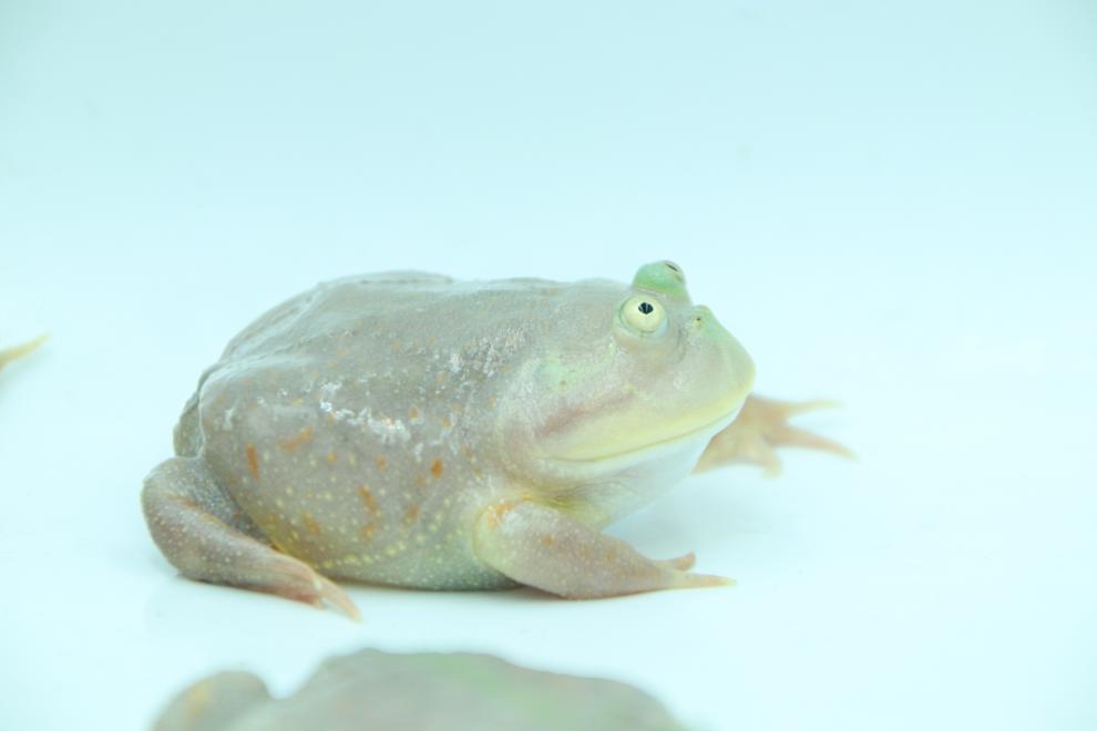 小丑蛙 猫眼珍珠蛙水蛙萌蛙宠物蛙水栖蛙网红蛙 9~10cm【图片 价格