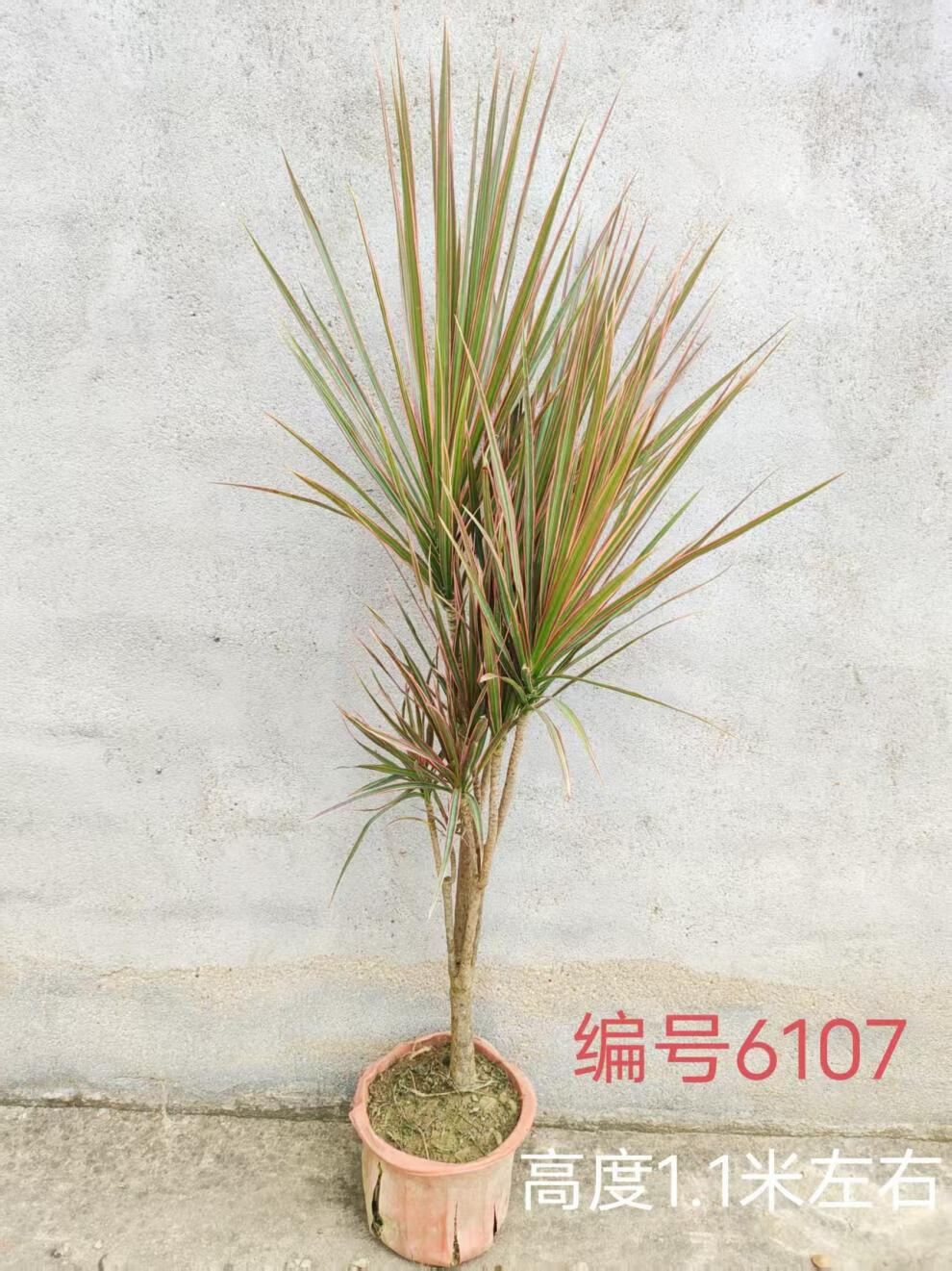 1df6996ab27ccb6e.jpg