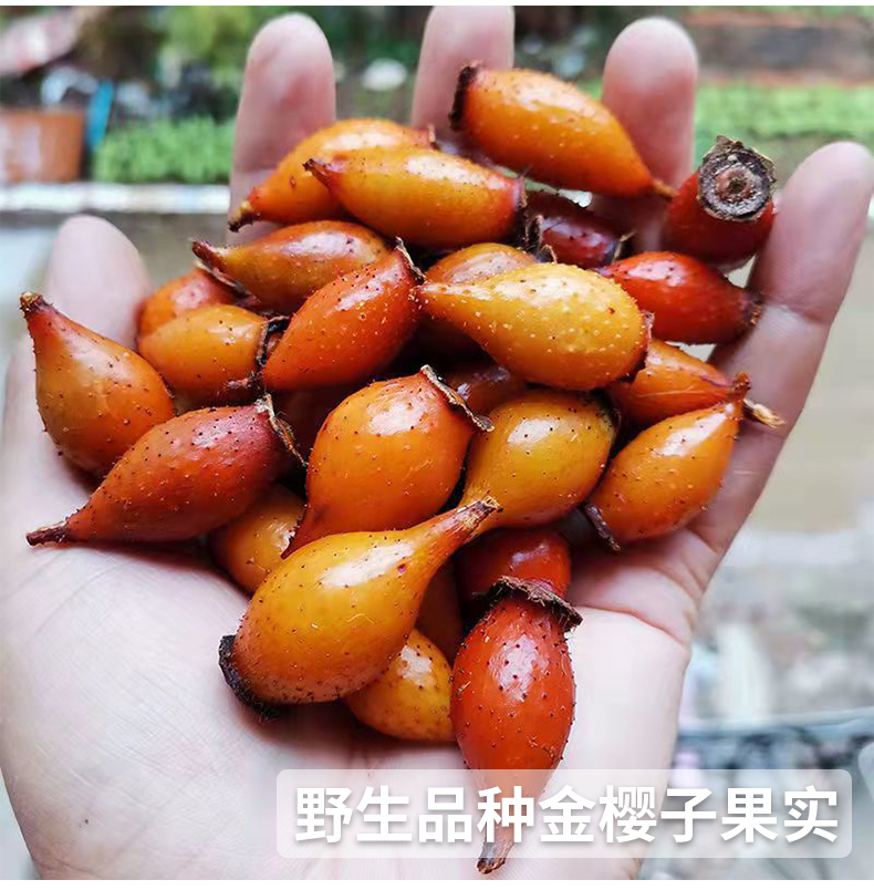 金樱子树苗带刺野生品种梨有无刺果子树 金樱子【1-2年苗】1棵【图片