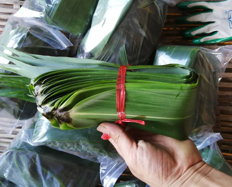 【七夕情人节礼物】素临 棕叶粽叶新鲜正宗 现货秒发广西粽叶新鲜粽子