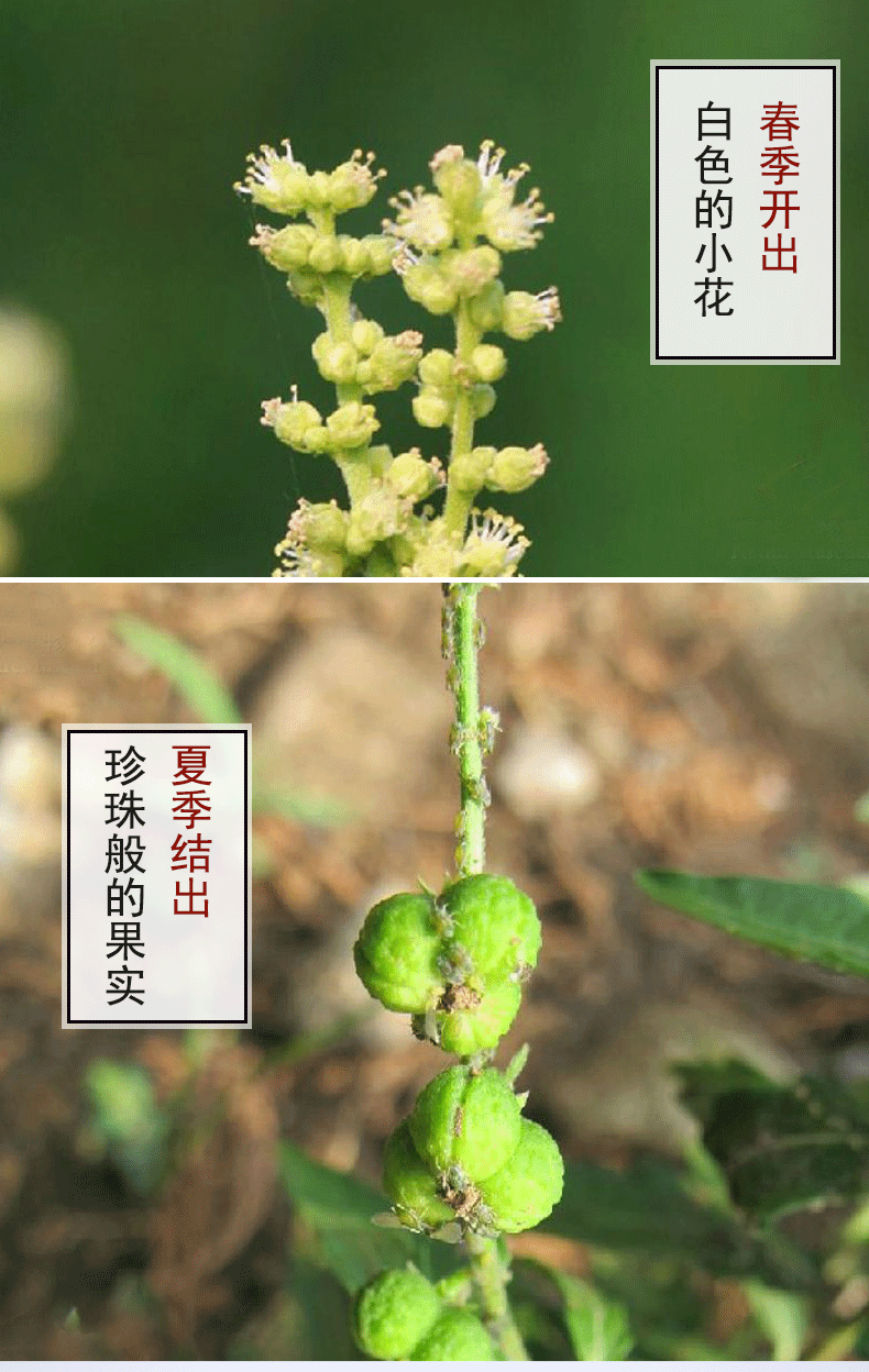 珍珠透骨草 500g 大别山透骨草 干货泡脚 可搭配中草药材aa【图片