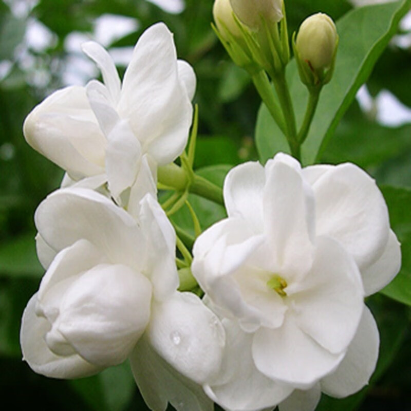 茉莉花苗 虎頭茉莉花盆栽 雙色茉莉花大花重瓣植物花卉 白茉莉20cm高