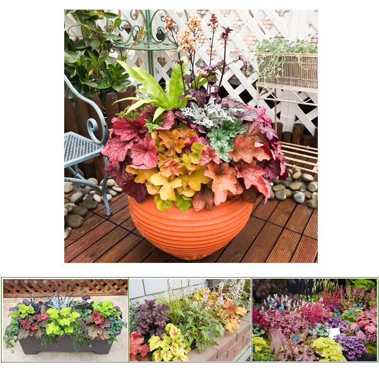 矾根绿植盆栽组合大苗种苗阳台花园庭院室内宿根 15盆不同品种 含盆