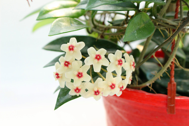 御卉阁球兰花苗藤蔓垂吊植物绿植球兰室内阳台盆栽爬藤攀援花卉四季好