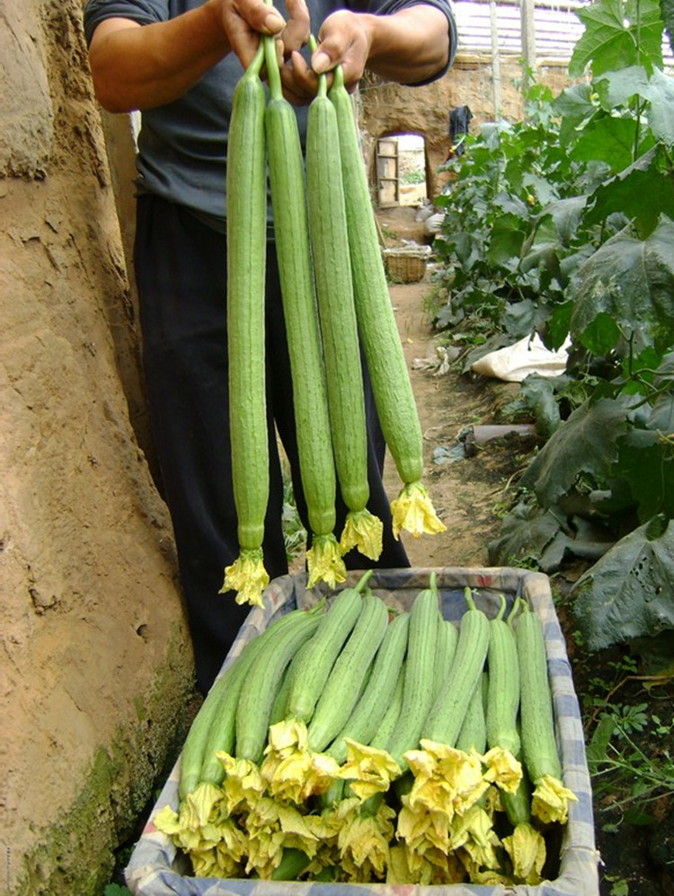 高产丝瓜荷兰中绿丝瓜种子杂交一代春季秋季抗病大田翡翠耐热易种