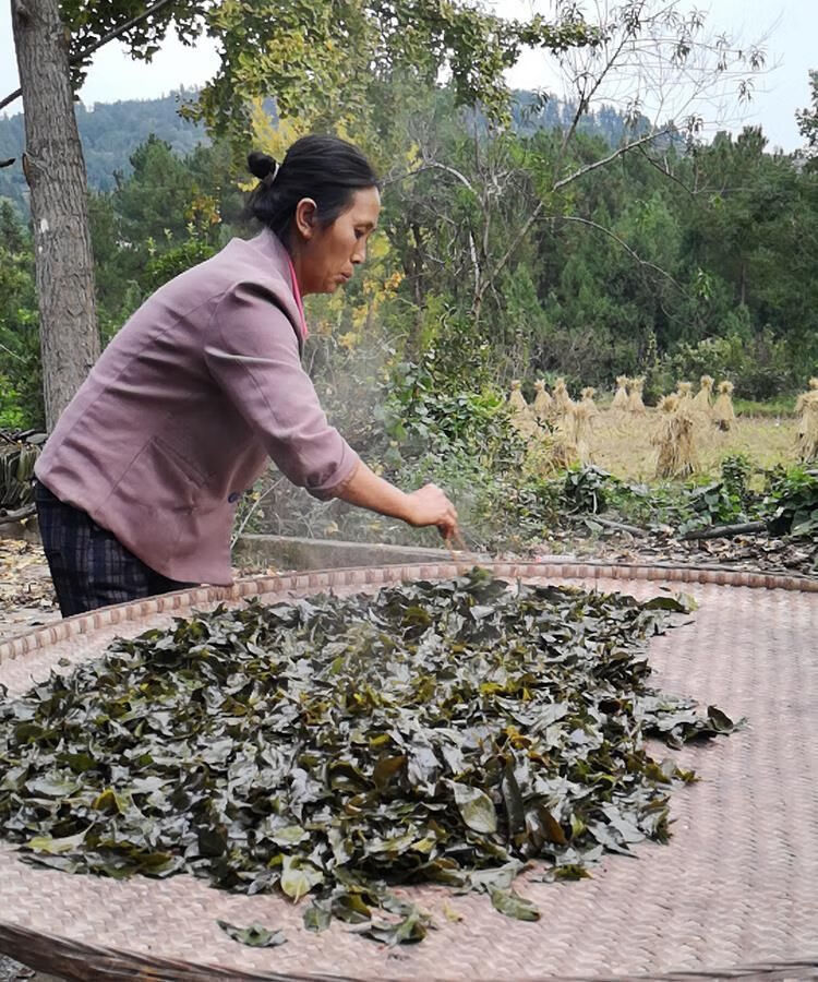 发酵小叶苦丁茶骗局图片