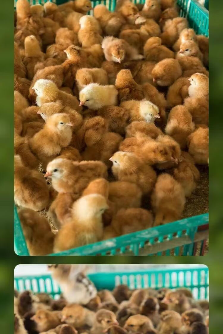 鸡苗批发小鸡活鸡仔土鸡五黑鸡活体柴鸡肉鸡三黄鸡青脚麻鸡幼苗 柴鸡