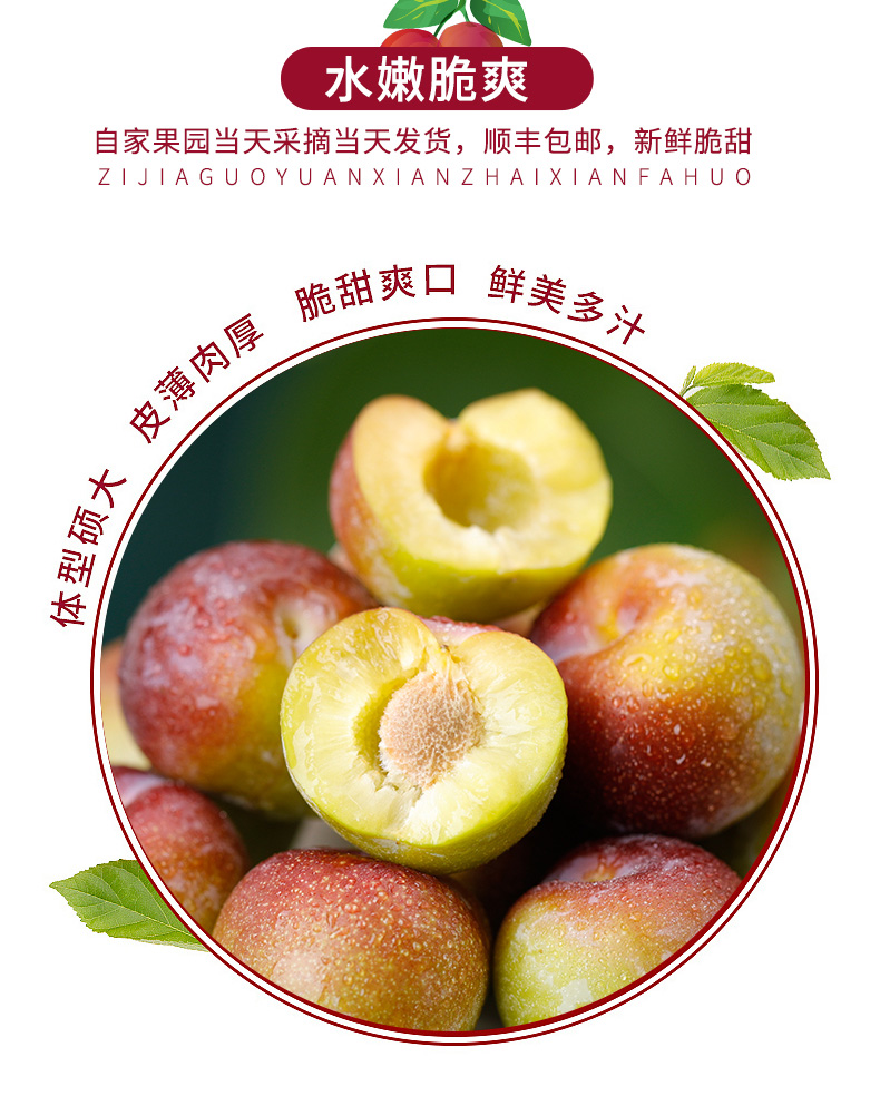 四川脆甜脱骨李新鲜茵半边红李子现摘当季整箱水果5斤大果 脆甜脱骨5