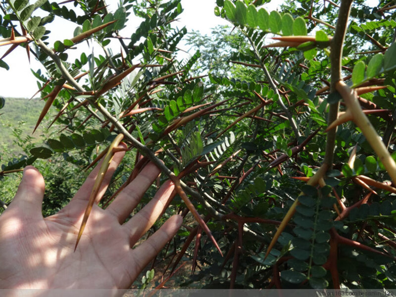 正宗大皂角种子小中皂角树种子巨刺皂角树种子皂角米种子一级大皂角