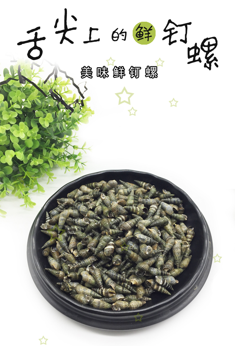烟台鲜活水产鲜活新鲜海锥儿海螺丝钉螺2斤顺丰鲜木鲜木