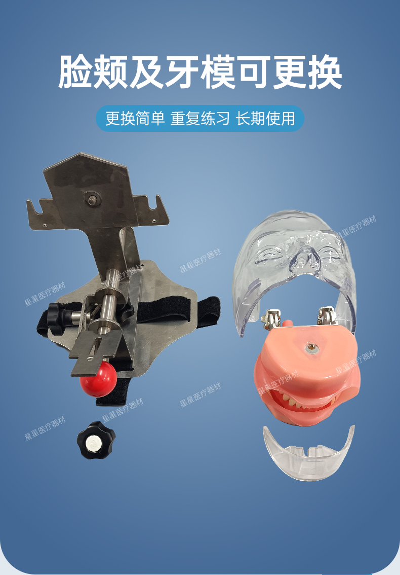 牙科仿真简易头模树脂可拆卸牙齿备牙正畸修复头模口腔教学模型