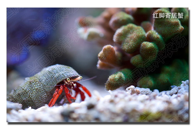 海水鱼海缸绿脚红脚蓝脚寄居蟹兴国海洋农场快递包活红脚寄居蟹12cm