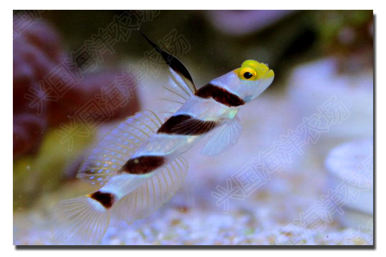 黑天线虾虎 活体海水鱼观赏宠物鱼 黑古b 黑线雷达 海缸翻沙生物快递