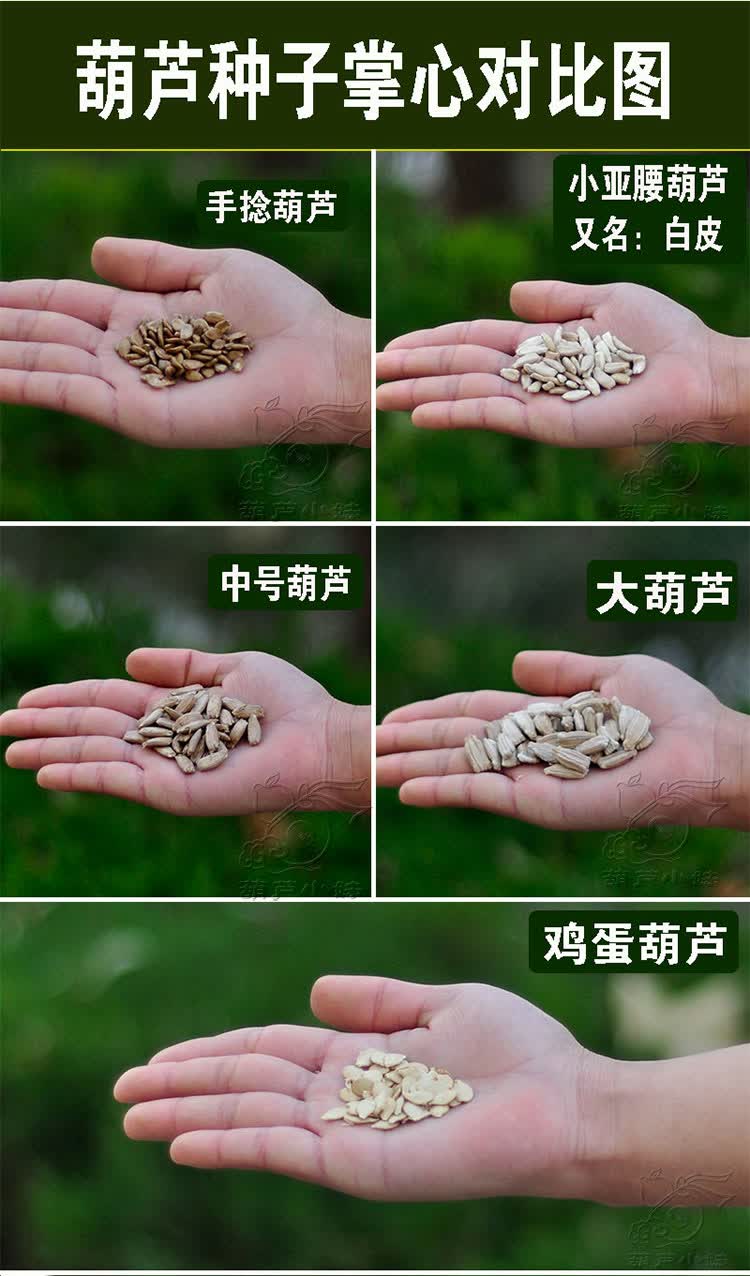 天然手捻大中小葫芦种子美国葫芦籽阳台观赏葫芦子盆栽草里金文玩