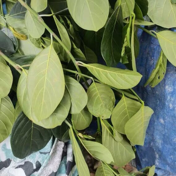 广东现摘新鲜菠萝叶大树菠萝叶菠萝蜜树叶菠萝叶片菠萝叶新鲜 20片