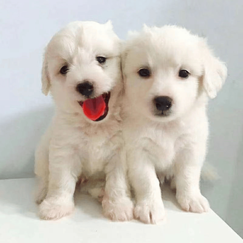 荣郁 活体宠物狗中华田园犬小体比熊博美柯基边牧混血狗纯黑四眼狗