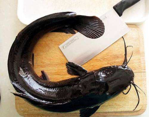 鲶鱼大口胡子鲶新鲜活体现杀铁锅鲶鱼无杂刺烧烤鱼淡水鱼冷鲜切块装50