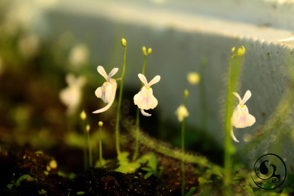 食虫植物-小白兔狸藻 能开出小兔子的花微景观植物 带盆种好 2㎝x2㎝