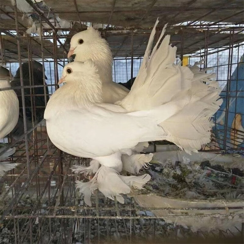 农村散养观赏鸽活体 凤尾鸽子 青年种鸽观赏鸽直发 白色凤尾种鸽