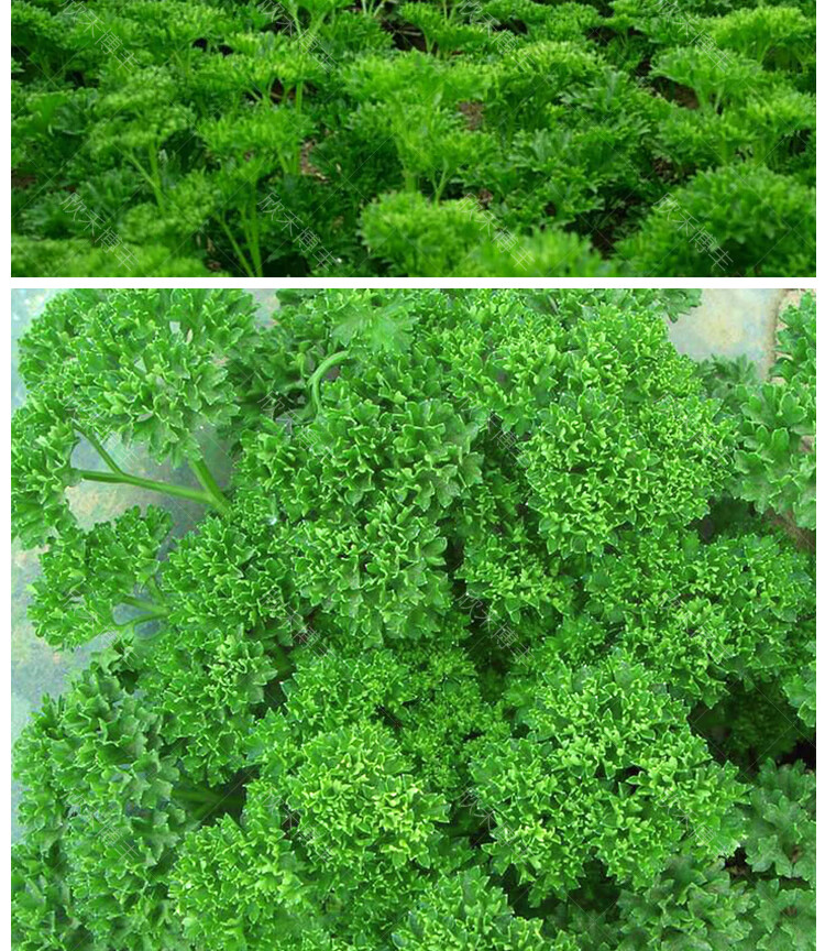 冬季洋欧洲香芹香草种子芹菜籽四季播蔬菜种孑 法芹香芹苗5颗【图片