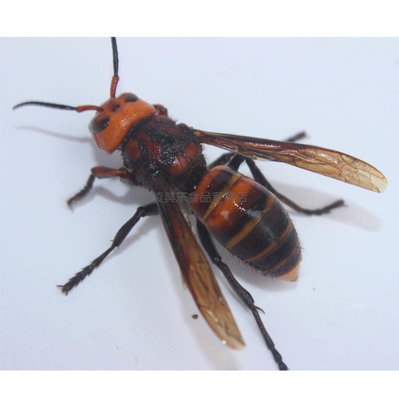 新鲜地龙蜂大马蜂虎头蜂活蜂泡酒黄蜂胡蜂蚂蜂现泡赛云南黑蜂红娘 1斤