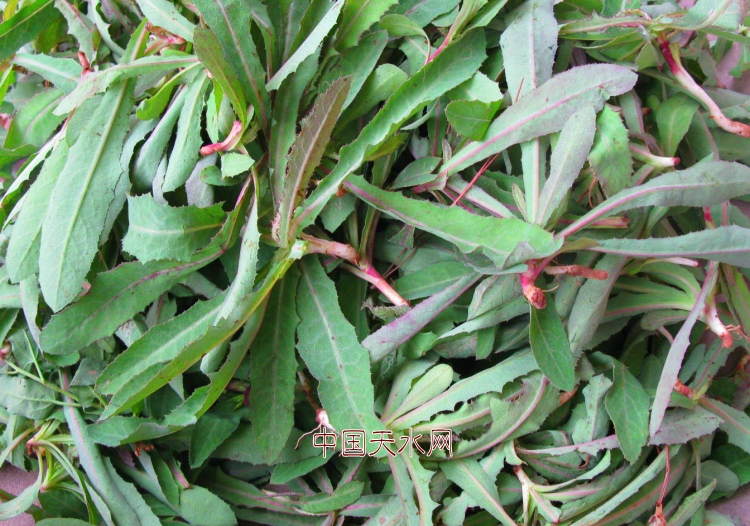 纯苦苣浆水甘肃天水特产酸菜山野菜秦姨苦菜浆水 孟姑嫩苦菊6袋【图片