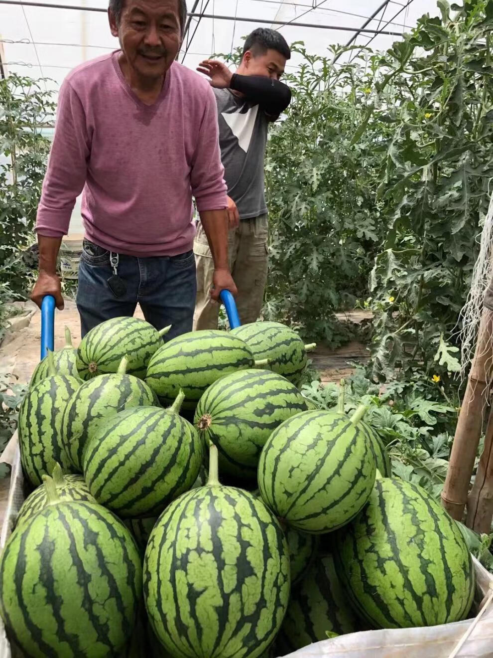 【顺丰-多地隔日达】 正宗庞各庄西瓜 大兴小西瓜 吊瓜 袖珍西瓜 新鲜