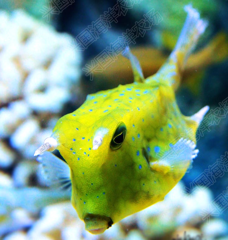 牛角鱼活体海水鱼迷你箱河鲀木瓜海水鱼海洋观赏生物宠物快递包活兴国