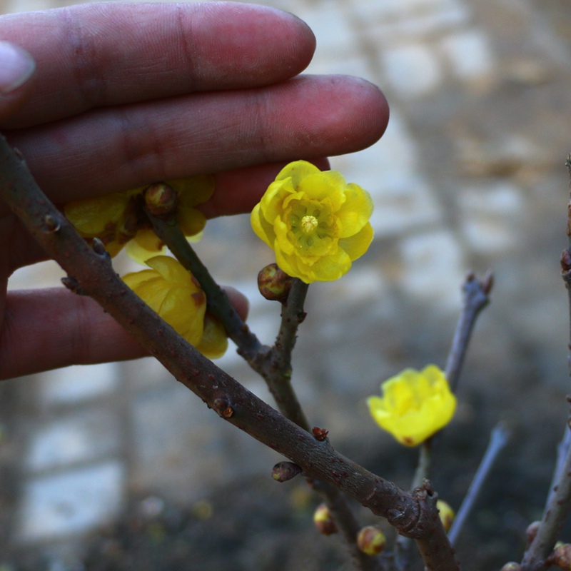 嫁接原生素心腊梅树苗独杆老桩梅花庭院耐寒浓香型花卉盆景盆栽原生