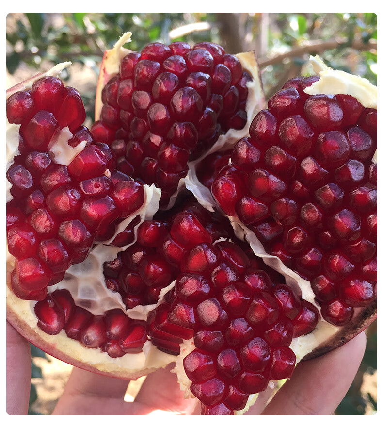 媚调攀枝花酸石榴新鲜黑籽鲜石榴超大突尼斯软籽建水特酸石榴 9斤装