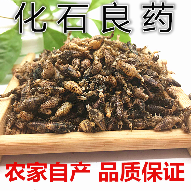 金沙牛伟博金沙牛10g克中药材店铺新货蚁狮 地牯牛金砂牛一级无杂质