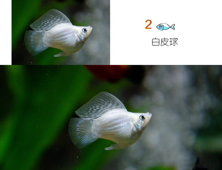 易萌胎生鱼玛丽鱼皮球鱼红箭红玛丽米奇牡丹除油膜鱼