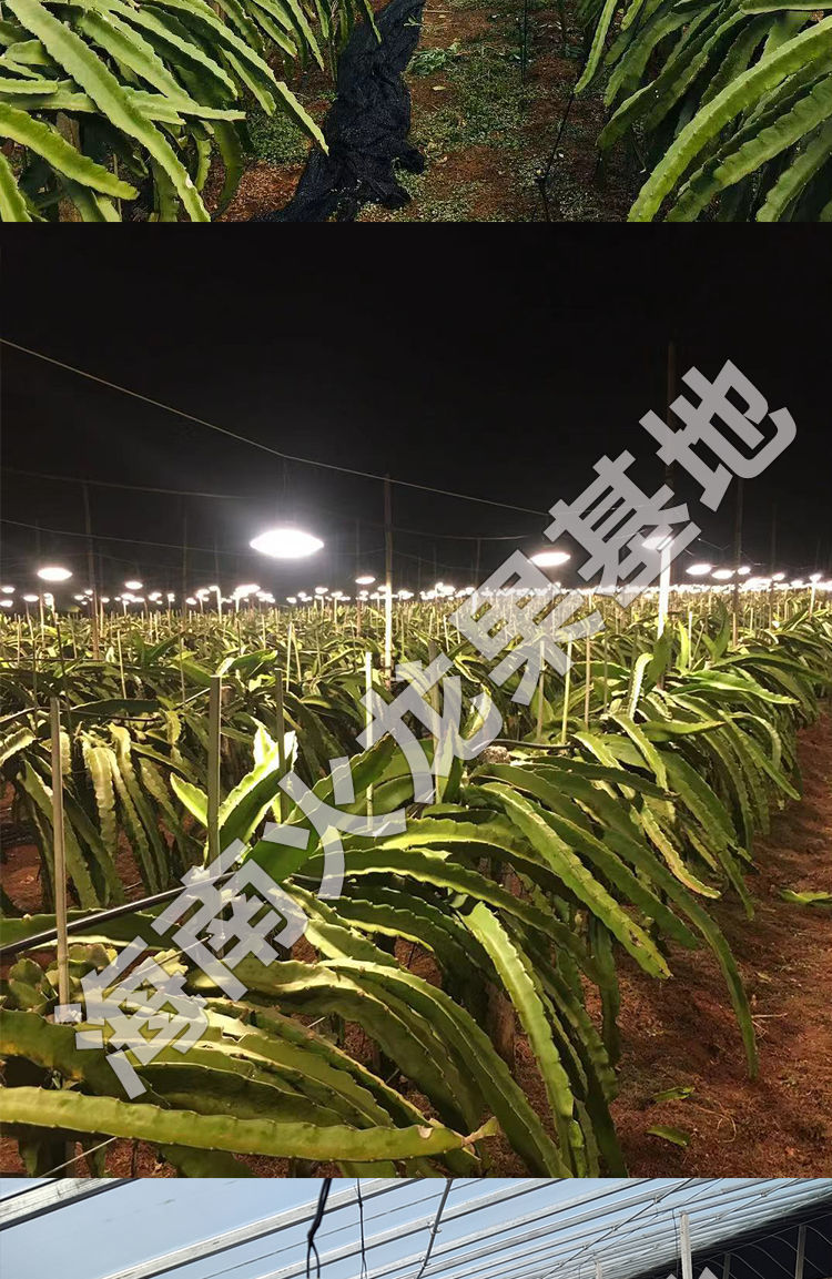 菊花灯草莓葡萄全光谱植物生长灯tlxt 火龙果补光灯15瓦-银色款【图片
