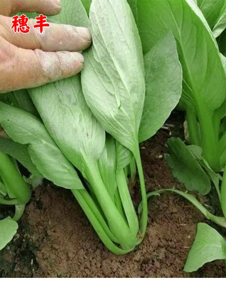 青帮油菜种籽青梗菜种子秋冬季种植上海青菜籽四季盆栽蔬菜种孑籽