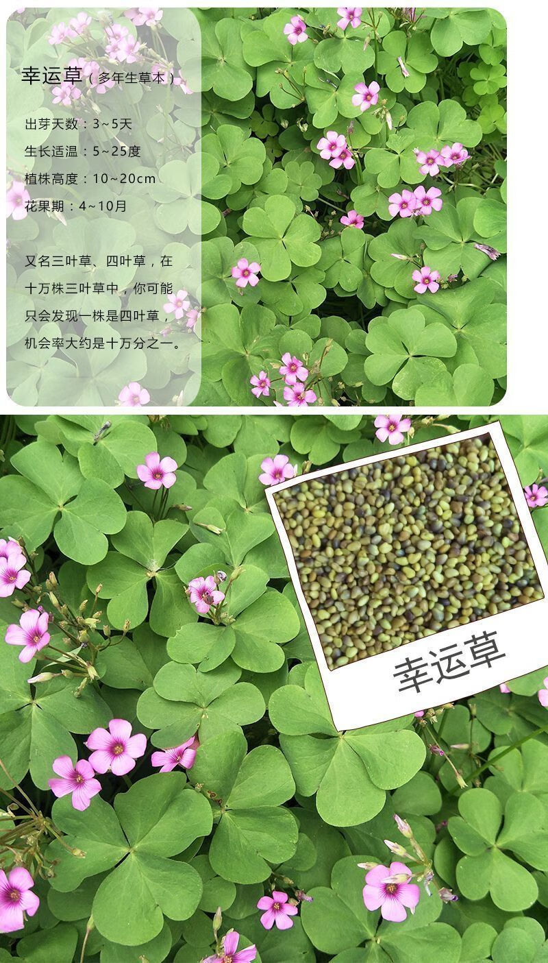 幸运草种子1000粒四季播易活种子庭院绿化红三叶白三叶四叶草种籽