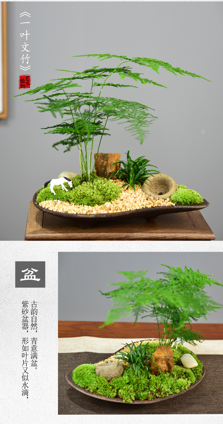 室内办公室四季常青竹子微景观绿植净化空气 勿望清风文竹 带盆栽好