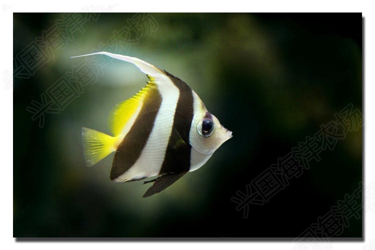 黑白关刀 海水鱼活体 观赏宠物鱼神仙鱼长鳍关刀鲽鱼快递包活 黑白