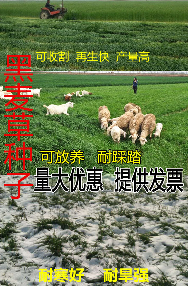 0kg店铺:一粮香旗舰店商品编号:10061450581956商品名称:进口耐寒牧草