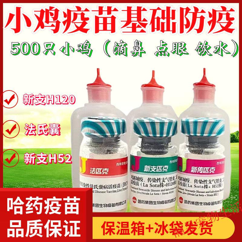 小鸡疫苗散养鸡疫苗新城疫新支二联h120 h52 法氏囊肉鸡瘟禽土鸡基础